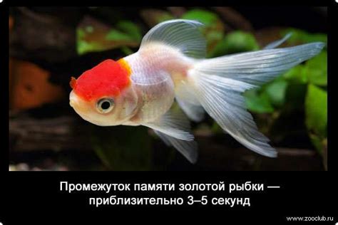 Память золотой рыбки
 2024.04.27 22:45